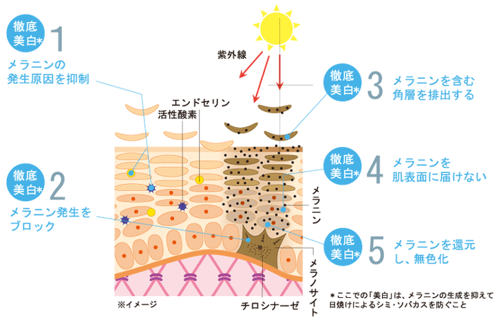 Wの美白メカニズム
