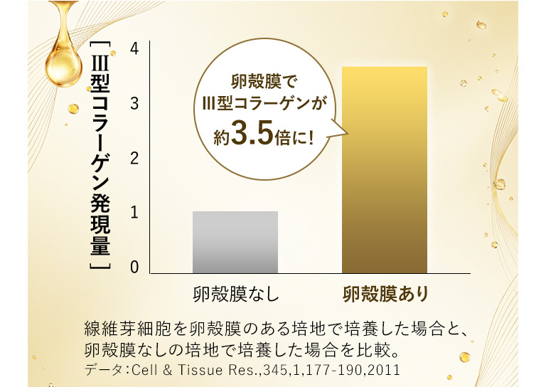 III型コラーゲン発現量