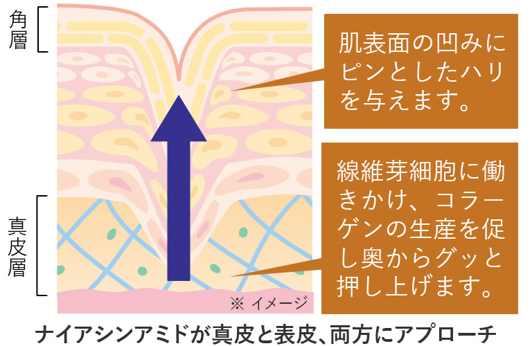 ビューティーオープナー リンクル＆ホワイト＜医薬部外品＞｜化粧品・スキンケア通販[オージオ(OZIO)]