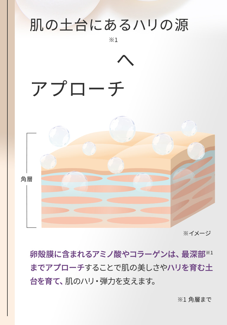 肌の土台にあるハリの源