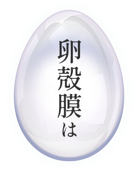 卵殻膜は