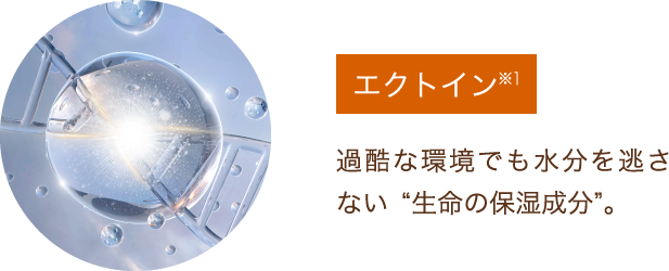 エクトイン