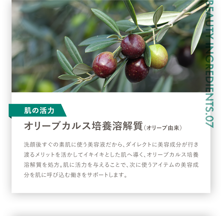 オリーブカルス培養溶解質 オリーブ由来
